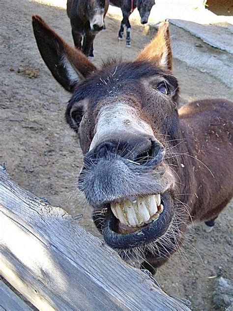 hilarious donkey pictures|funny donkey face image.